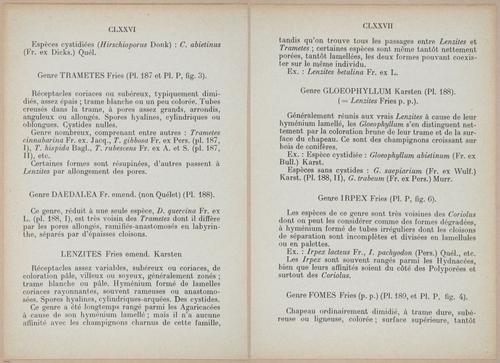 E409 - Les Champignons - i19344-19345
