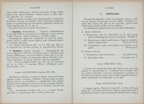 E409 - Les Champignons - i19346-19347