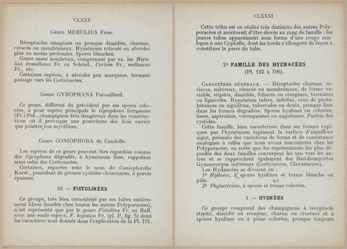 E409 - Les Champignons - i19348-19349
