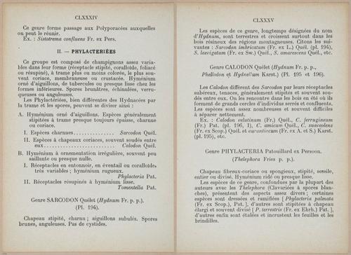 E409 - Les Champignons - i19352-19353