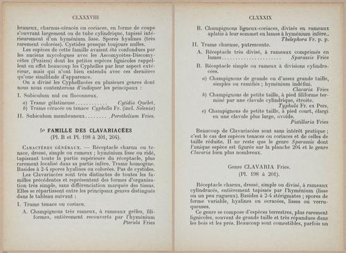 E409 - Les Champignons - i19356-19357