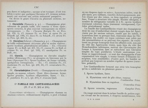 E409 - Les Champignons - i19358-19359