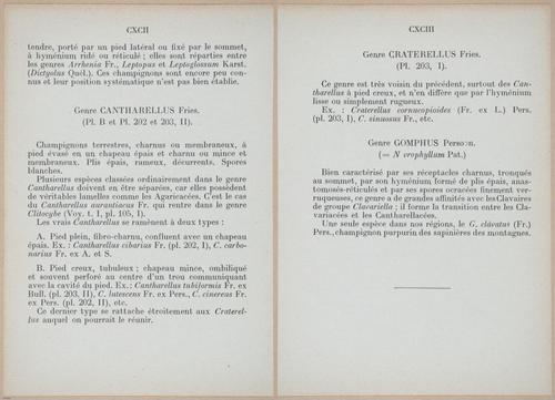 E409 - Les Champignons - i19360-19361