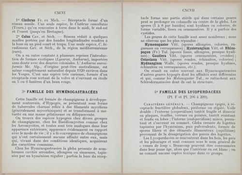 E409 - Les Champignons - i19364-19365