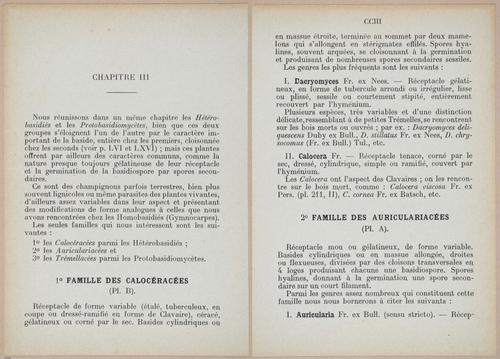 E409 - Les Champignons - i19370-19371