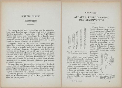 E409 - Les Champignons - i19374-19375
