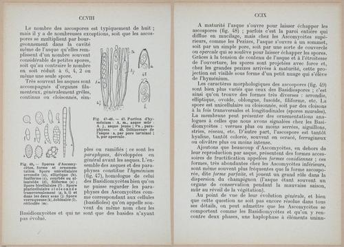 E409 - Les Champignons - i19376-19377