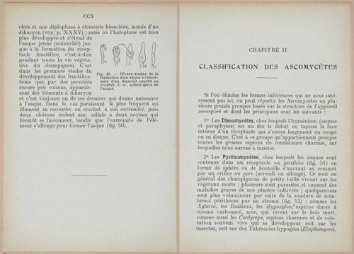 E409 - Les Champignons - i19378-19379