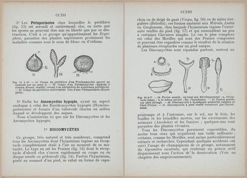 E409 - Les Champignons - i19380-19381
