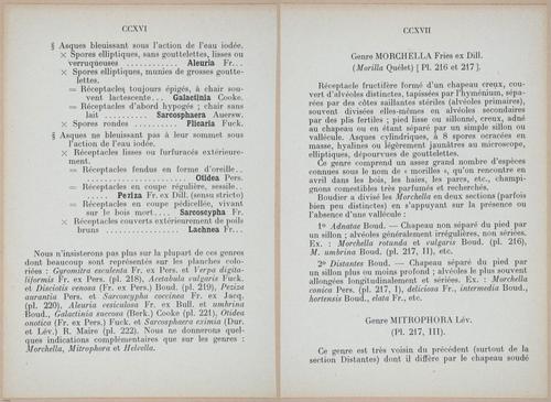 E409 - Les Champignons - i19384-19385