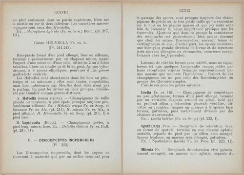 E409 - Les Champignons - i19386-19387