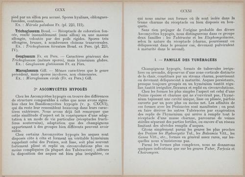 E409 - Les Champignons - i19388-19389