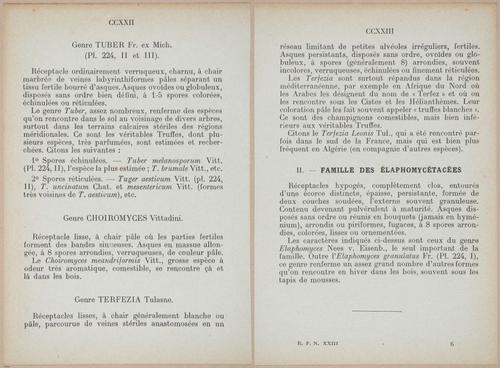 E409 - Les Champignons - i19390-19391