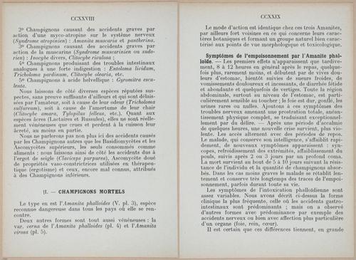 E409 - Les Champignons - i19396-19397