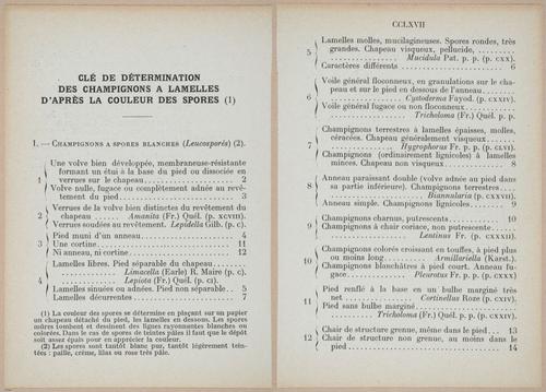 E409 - Les Champignons - i19434-19435