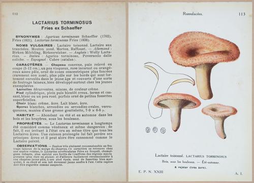 E409 - Les Champignons - i19448-19449
