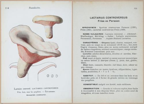 E409 - Les Champignons - i19450-19451