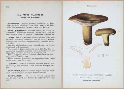 E409 - Les Champignons - i19452-19453