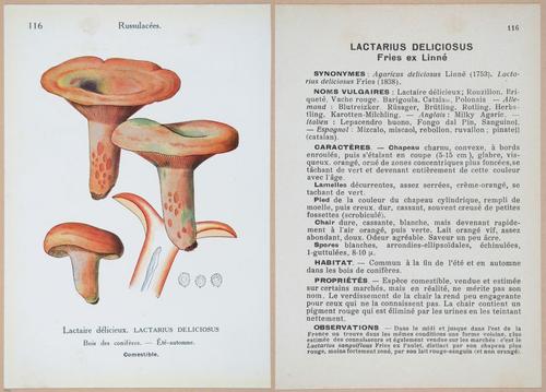 E409 - Les Champignons - i19454-19455