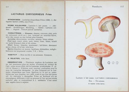 E409 - Les Champignons - i19456-19457