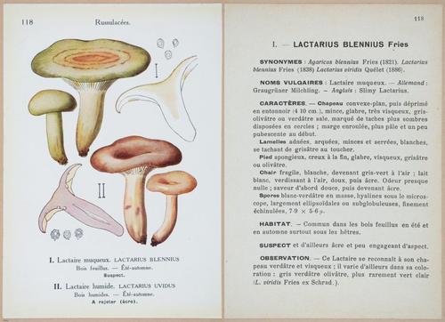E409 - Les Champignons - i19458-19459
