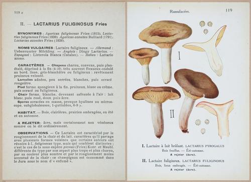 E409 - Les Champignons - i19462-19463