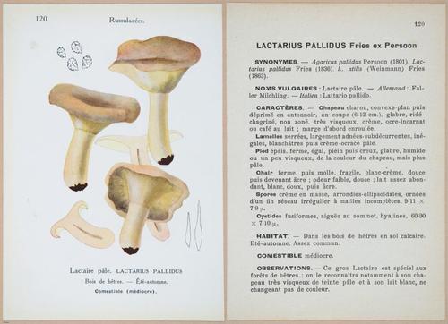 E409 - Les Champignons - i19464-19465