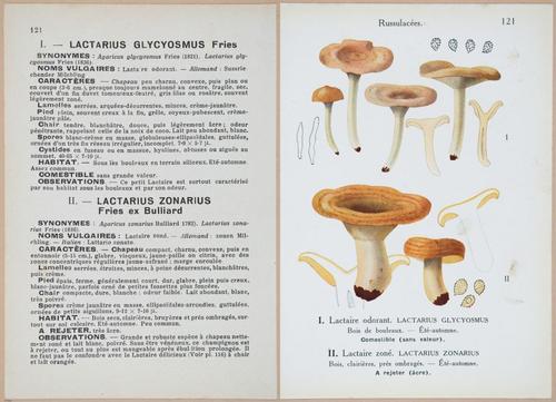 E409 - Les Champignons - i19466-19467