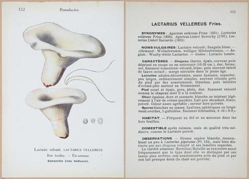 E409 - Les Champignons - i19468-19469