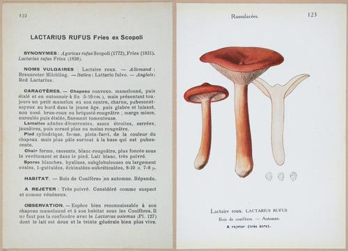 E409 - Les Champignons - i19470-19471