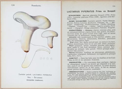 E409 - Les Champignons - i19472-19473