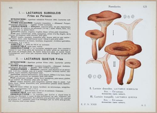 E409 - Les Champignons - i19474-19475