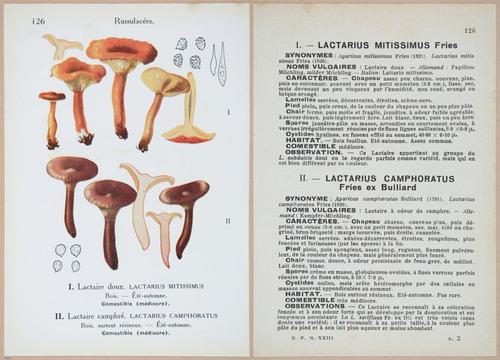 E409 - Les Champignons - i19476-19477