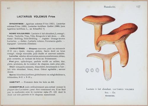 E409 - Les Champignons - i19478-19479