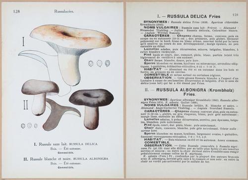 E409 - Les Champignons - i19480-19481