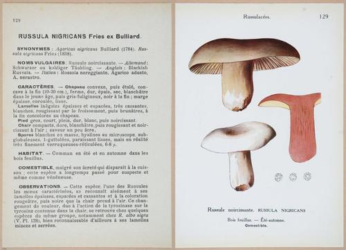 E409 - Les Champignons - i19482-19483