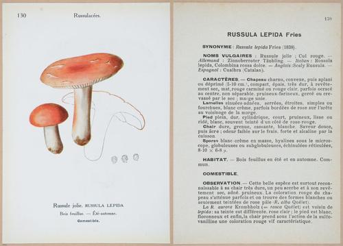 E409 - Les Champignons - i19484-19485
