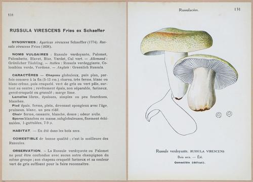 E409 - Les Champignons - i19486-19487