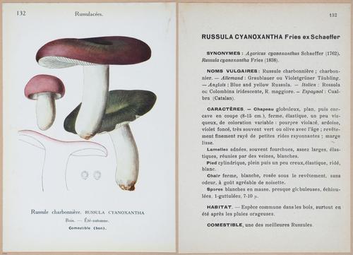E409 - Les Champignons - i19488-19489