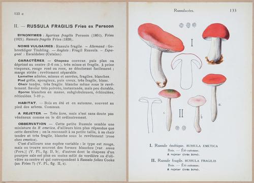 E409 - Les Champignons - i19492-19493