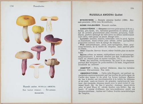 E409 - Les Champignons - i19494-19495