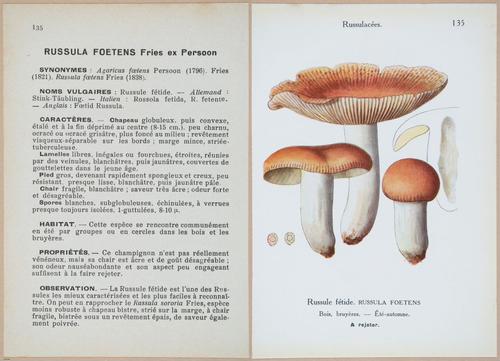 E409 - Les Champignons - i19496-19497