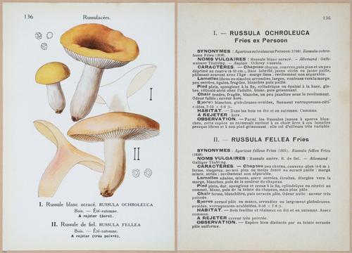 E409 - Les Champignons - i19498-19499