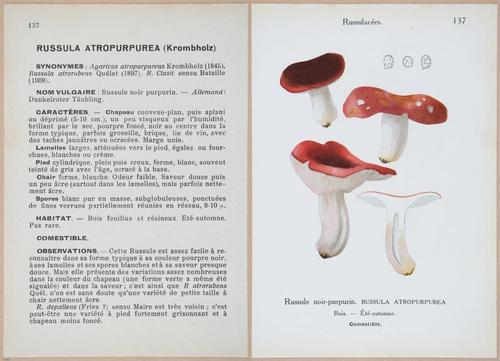 E409 - Les Champignons - i19500-19501