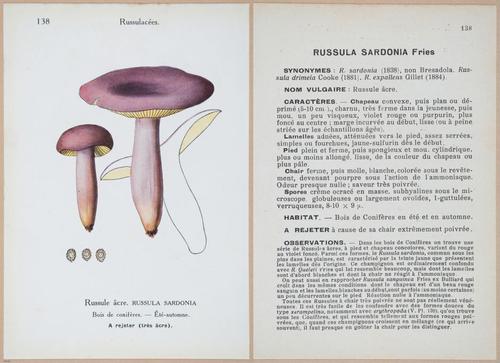 E409 - Les Champignons - i19502-19503
