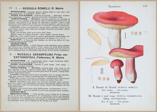 E409 - Les Champignons - i19504-19505