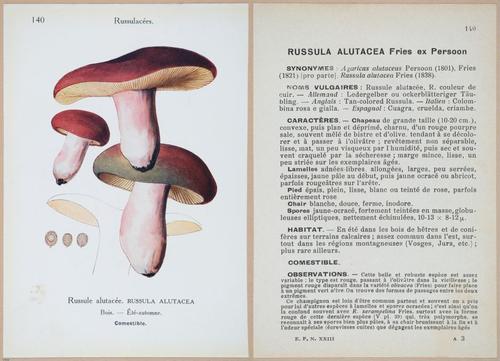 E409 - Les Champignons - i19506-19507