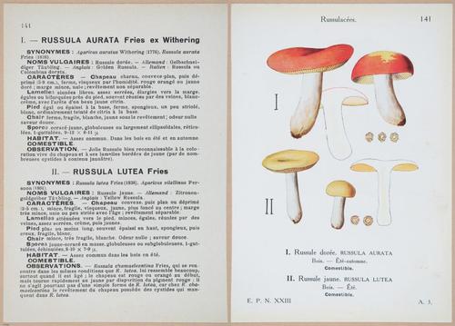 E409 - Les Champignons - i19508-19509