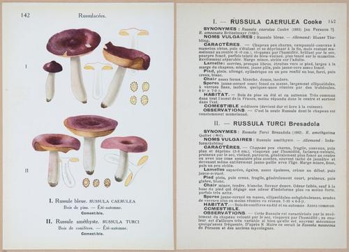 E409 - Les Champignons - i19510-19511