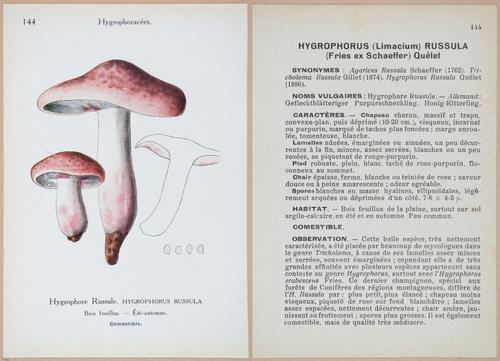 E409 - Les Champignons - i19513-19514